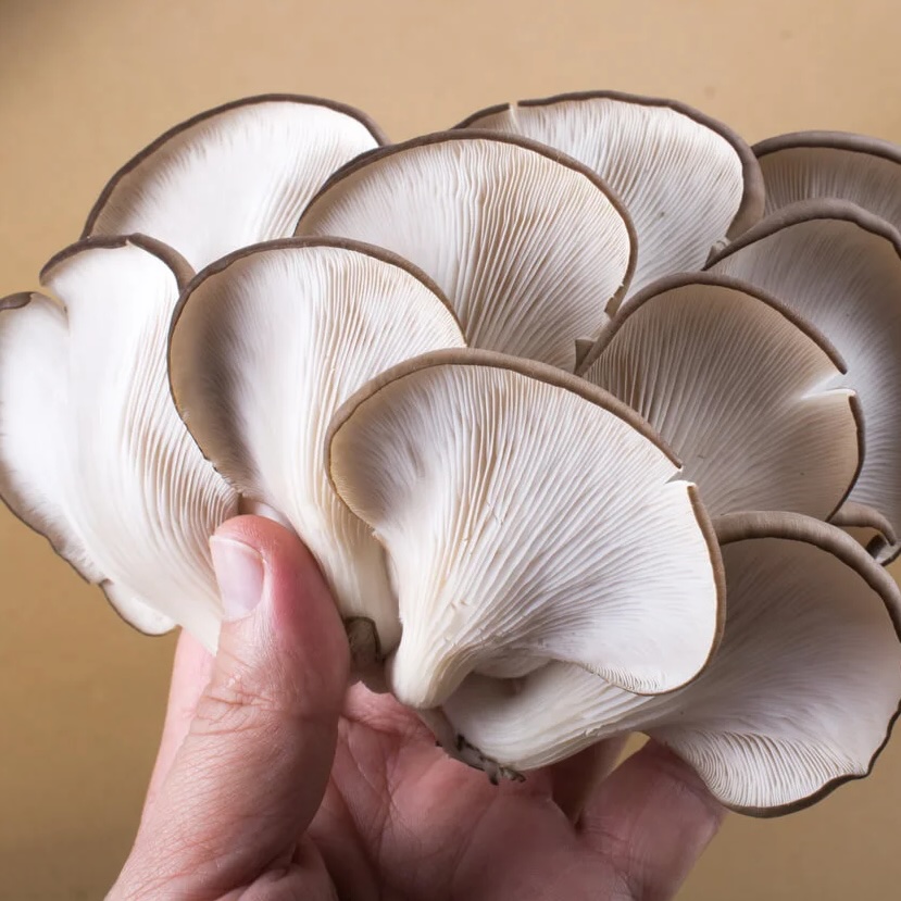 template by DevCRID http://www.devcrud.com/