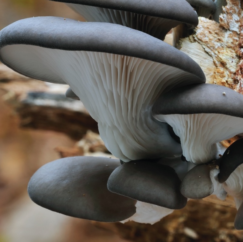 template by DevCRID http://www.devcrud.com/