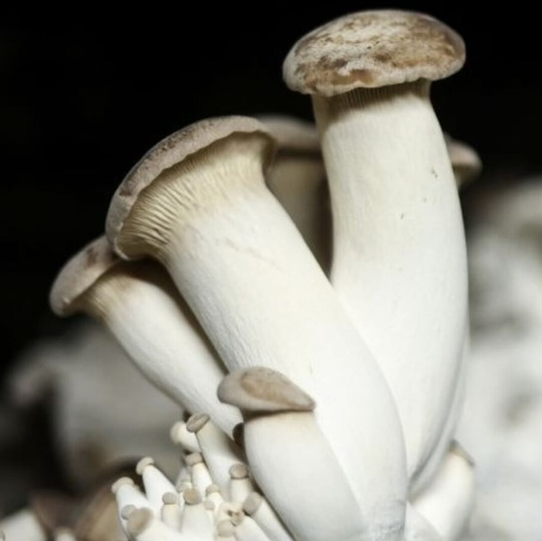 template by DevCRID http://www.devcrud.com/