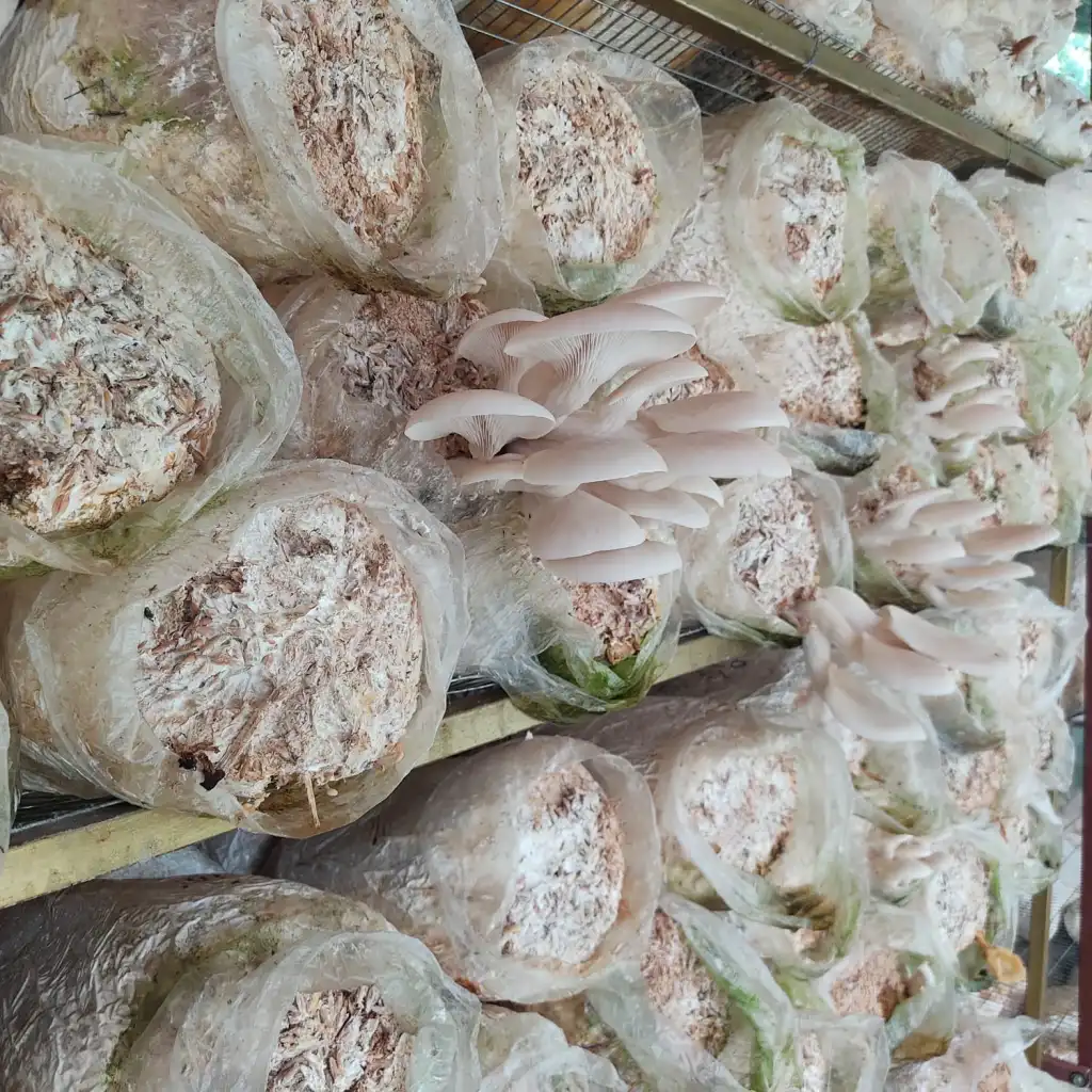 template by DevCRID http://www.devcrud.com/